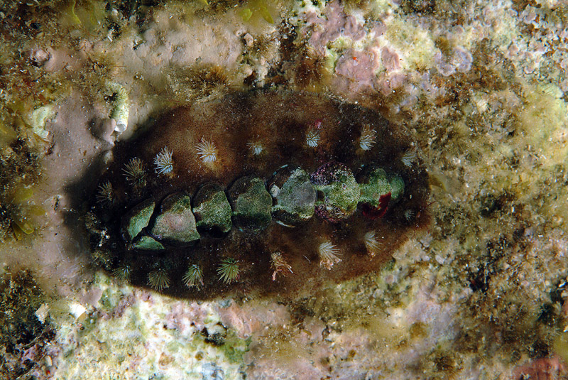 Acanthochitona fascicularis